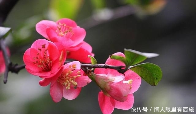  生机：海棠花的叶片总发黄？做好这几点，让其重新恢复生机！