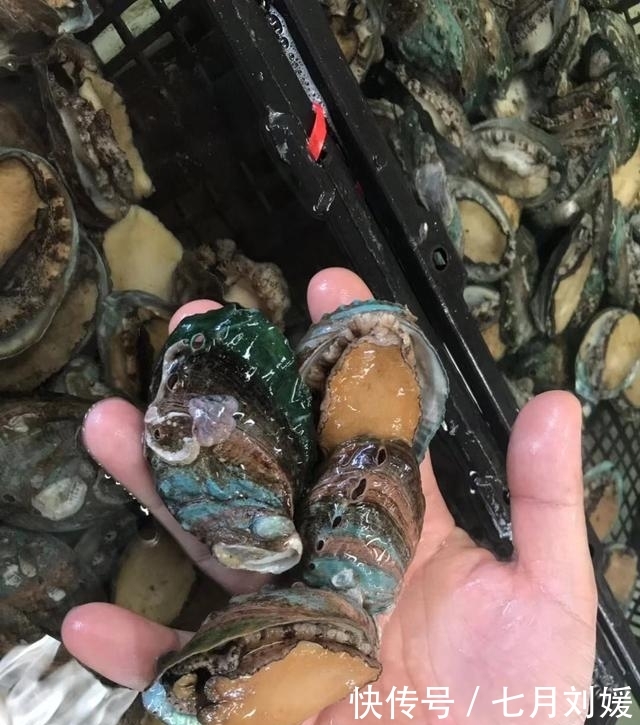 九月来鲅鱼圈旅游，吃地道的本海海鲜，吃地道的熊岳巨峰葡萄