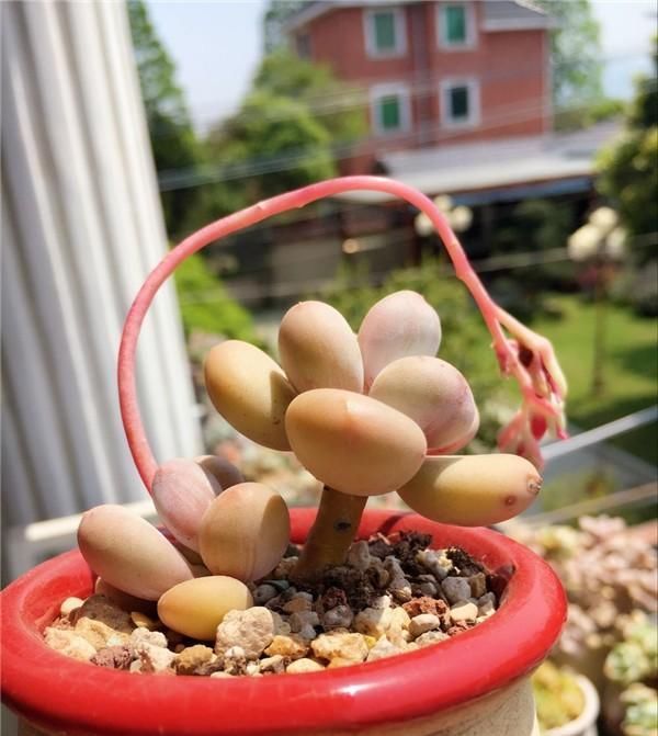  摆放@这9种花花草草，太适合摆放在茶室和书房了！绝配！