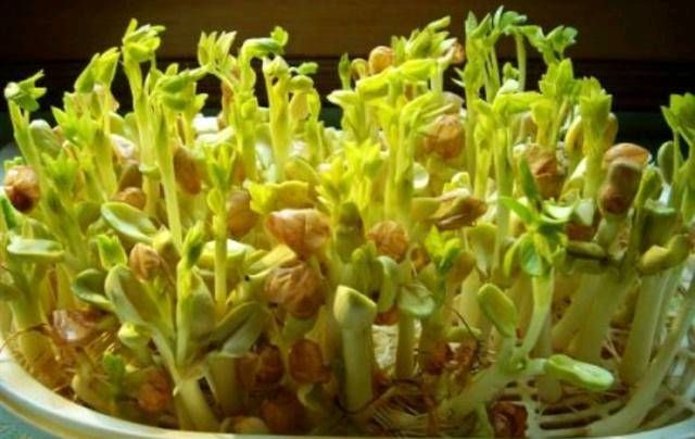  不买：这五种蔬菜容易种植，新手一学就可以学会！你不能把这个季节不买的菜都吃了