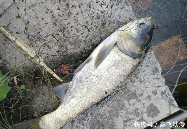 水域:鲢鳙并非稀有鱼种,为何一些水域不让钓?水库老板说出“真相”