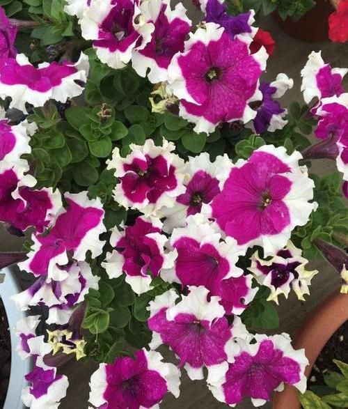  #种植#阳台种盆矮牵牛，易种植花色多，开成“花瀑布”，吊在空中非常美