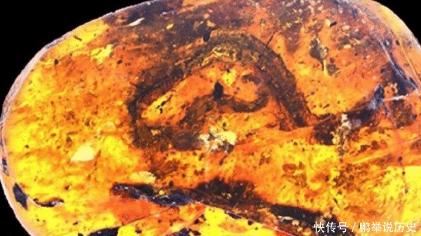 『动物化石』科学家发现一枚琥珀,看清内部包含的物体后直呼第一次见