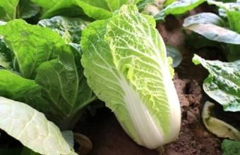  被誉为■它被誉为“百菜之王”，才几毛钱一斤，防血栓抗肿瘤，养胃气血好