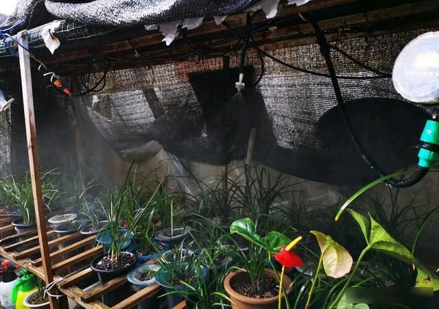 「喷灌」自动喷灌系统养兰花,傻瓜式的系统专家级别的养功,小白养兰神器