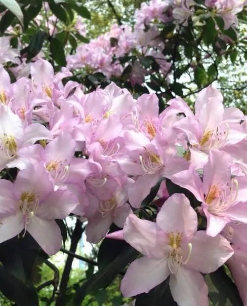  『代表着』花友选出了自己认为最美的50种花