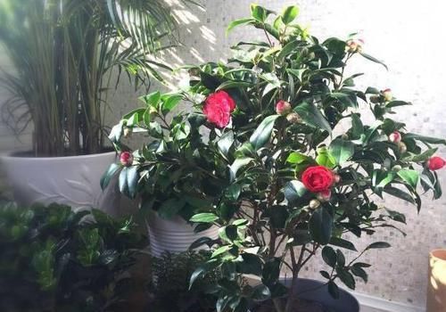  「植物」茶花老是掉叶子是怎么回事？怎么防治？