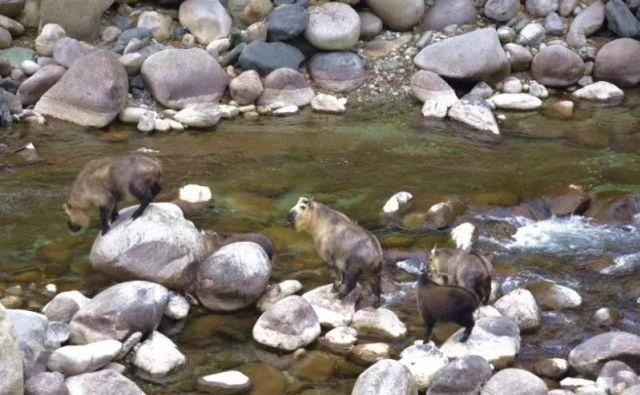 简直萌翻了!唐家河扭角羚一家列队过河