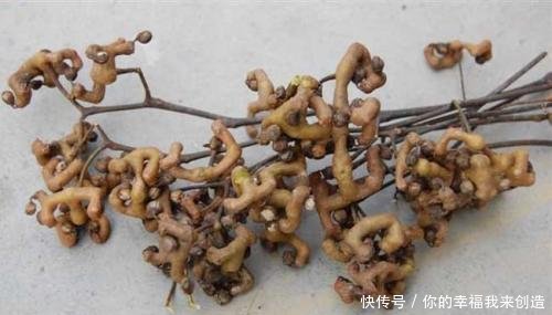 农村鸡爪果到处都是无人摘，城里10元1斤也不够卖，咋回事