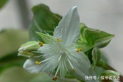  「植物」银线水竹草栽养要点有哪些，这里知道来看看吧