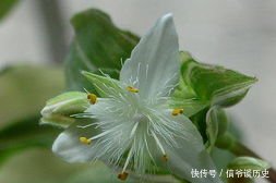 「植物」银线水竹草栽养要点有哪些,这里知道来看看吧