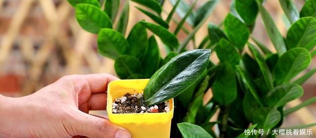 「豆瓣绿」这些盆栽,别花钱买,剪个叶子,沾土就生根,一年爆出十几盆