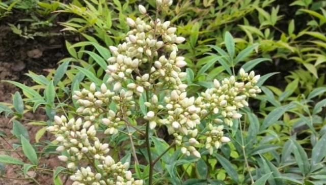  【花椒】一大串果实长得像花椒，叶片尖尖却像竹叶，老农都说它