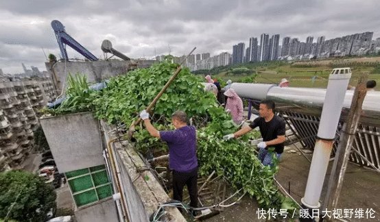 广西一小区有个“空中农场”， 一栋楼楼顶就清理出100只鸡！