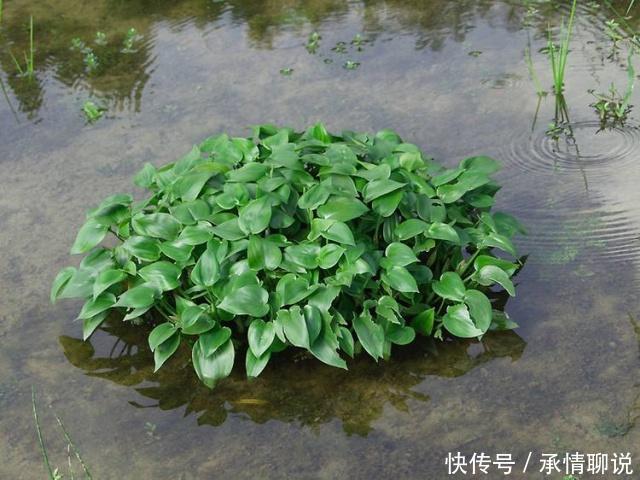 用这个野草泡水喝可以润喉，农村田里常见，过去农民看见就拔掉