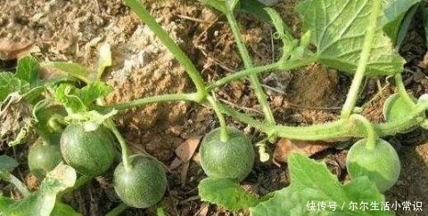 农村这种野草被发现是珍贵药材 市场上的抢手货