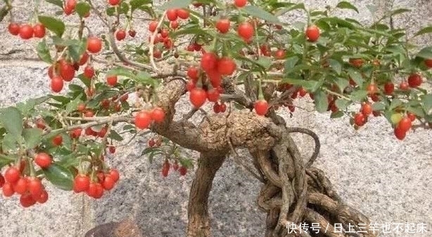 特别:3种盆景,找1个枝插土里就能养一棵,能赏花又能结果,特别美