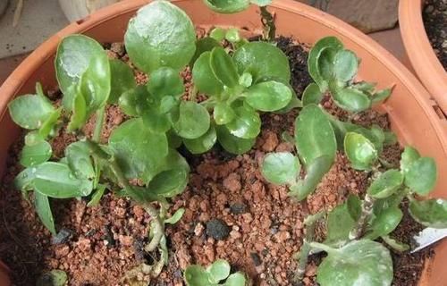  [扦插繁殖]室内这几种长得飞快的草本花，捡来一段茎就能繁殖