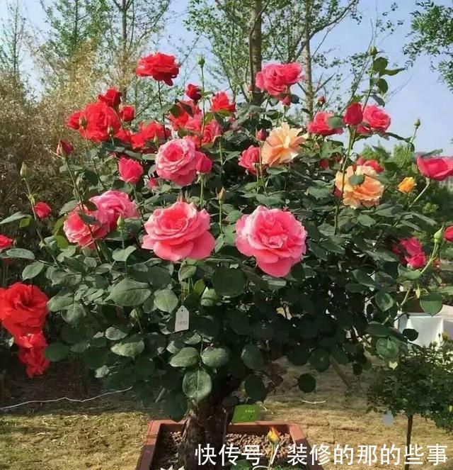 『沙子』家庭养花,2个“小妙招”,几十盆花都养得好好的,叶翠绿花儿美
