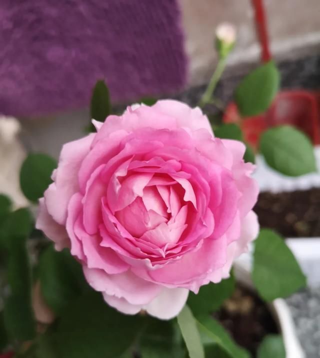  『丰花性好』狼家自育的表现到底如何，戳进来看看花友们的大实话