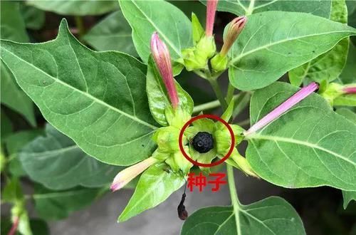  『门口』这花养一棵就够了，越剪越长，栽门口直接长成一棵树！
