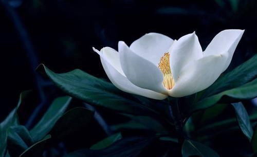 「阳光」这花是荷花和玉兰的杂交品种?怪不得模样这么眼熟,见过的人很少