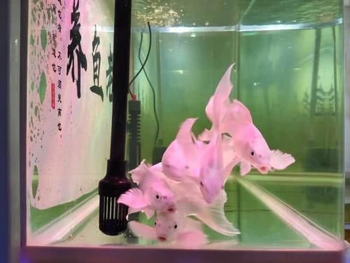  『生死存亡』硝化细菌的生死存亡，与诸多因素有关，掌握住两个大致方向即可