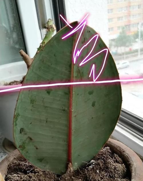  「扦插」橡皮树不用买，一片叶子繁殖一大盆，叶插有妙招，侧芽蹭蹭就爆盆