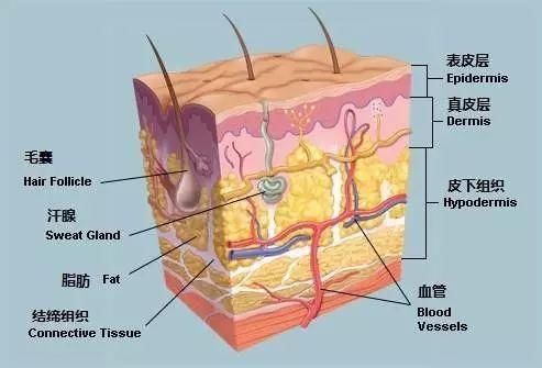 每个女人都希望青春永驻