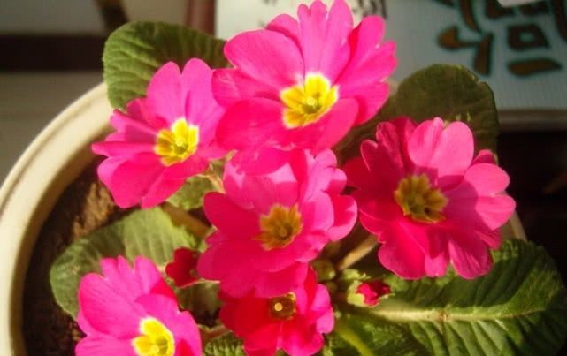  【低矮】新型室内盆栽花，植株低矮花量大，栽培容易花期长！
