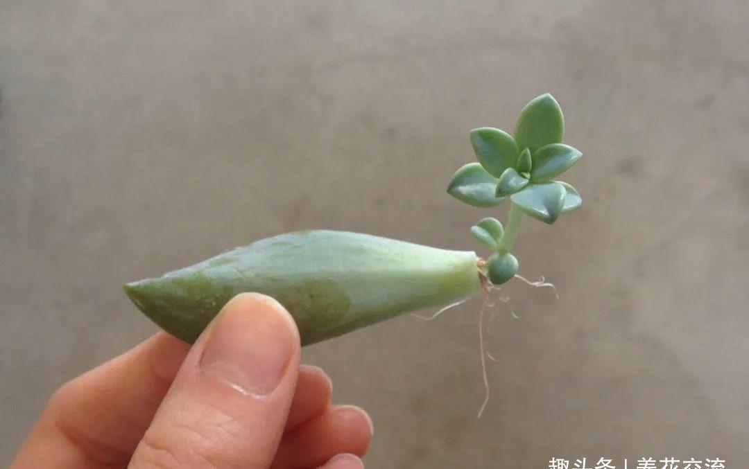  [植物的侧芽]轻松繁殖多肉植物的三种方法，不要觉得养多肉有多难