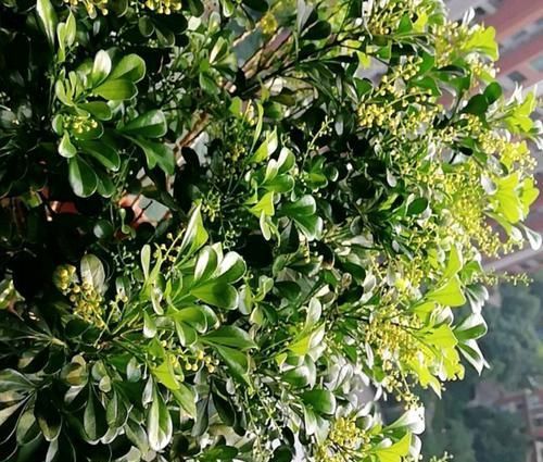  杀菌剂：米兰花盆栽常见细菌性病害，常被当作虫害防治，真菌性杀菌剂无效