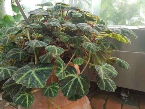 #家里#家里养的植物开不了花别怪卖家,有可能是你这几点没做好