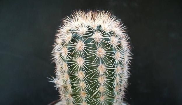 『蔷薇』还在养普通仙人掌?多肉大蔷薇虾,样子好看,开花不同