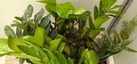  『幸福树』这4种植物,个个象征着“幸福、吉祥”,非常适合在家里养!