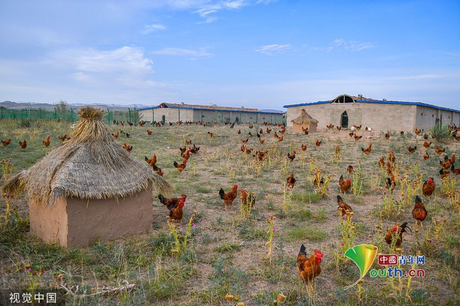 甘肃武威：当代愚公将沙漠变绿洲 六老汉三代治沙人共奋斗