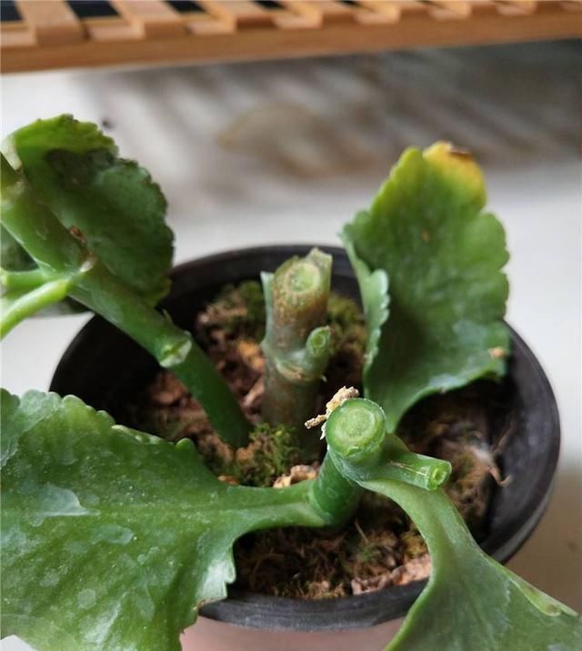  扦插：想要几盆新的长寿花，春天剪几片叶子来扦插，生根快好成活