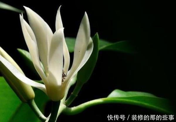  适合■不适合室内养的3种花草，没有条件的花，不要入手，相当于白花钱