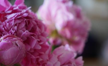  【阳光】新手养花，不如养观赏精品：芍药花的养殖方法