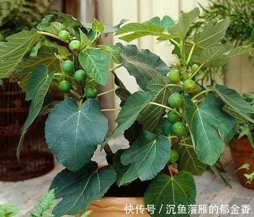 「女人」盆栽无花果,又甜又好吃,叶子也别扔,营养比果子还多,女人最爱