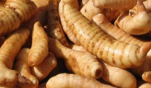  【种群】中草药种植，天麻种群退化的防控措施，来学学