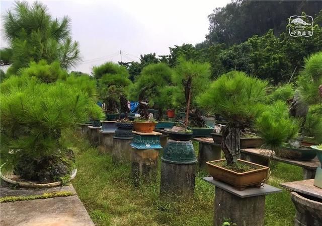 盆景大师都爱玩，山松会否成为下一个热点？
