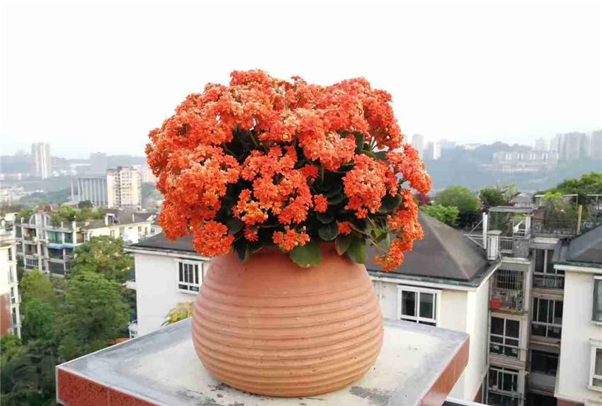  『到充足』养长寿花，做好“3防”，长寿花连年爆花不停歇，花期长达180天！
