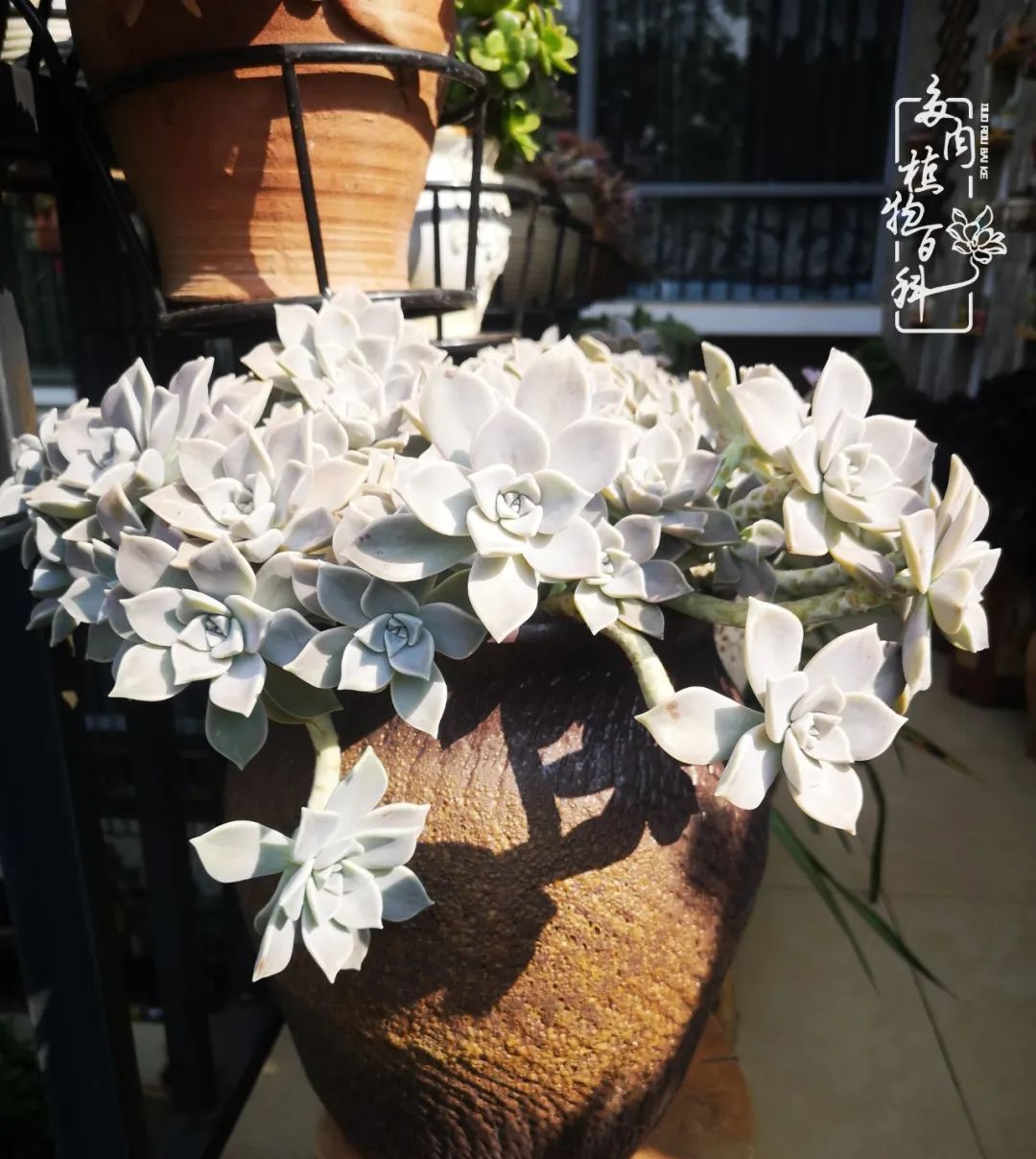  [庭院]一院一狗,三餐四季,慢下来的庭院生活才是好生活!