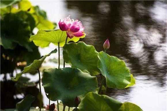  仲夏：上海植物园夏季花展下周开幕！花菖蒲、花烛、美槿佳荷共谱仲夏奏鸣曲