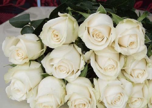  [德拉]“精品玫瑰”芬德拉，花开如美，无暇纯洁，可以说是盆栽必备！
