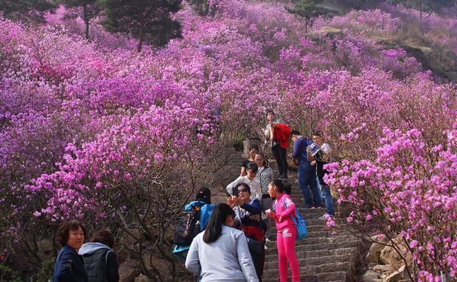 看万亩杜鹃花海开成一片，感受春花浪漫，如诗如画