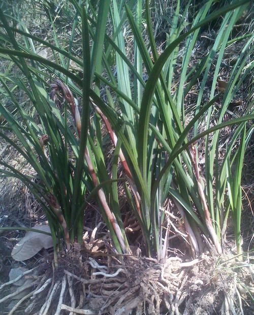  『芦头』蕙兰一苗能长几个花芽是假的？蕙兰有3个花芽需要全留还是去掉2个