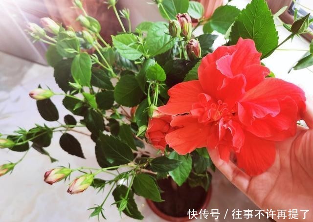  【喜热】3种花“喜热花”，不怕晒太阳，越晒越“出彩”，现在养正适合
