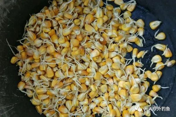 【玉米饵料】春季野钓自制佳饵,小鱼不沾,专钓大鱼,效果杠杠滴!